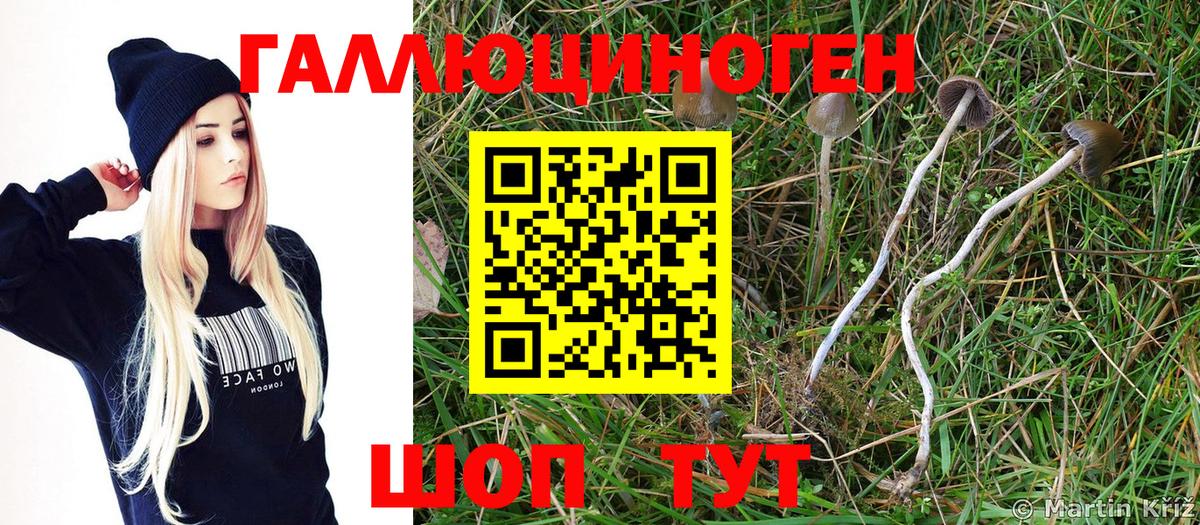 Псилоцибиновые грибы Cubensis Сургут